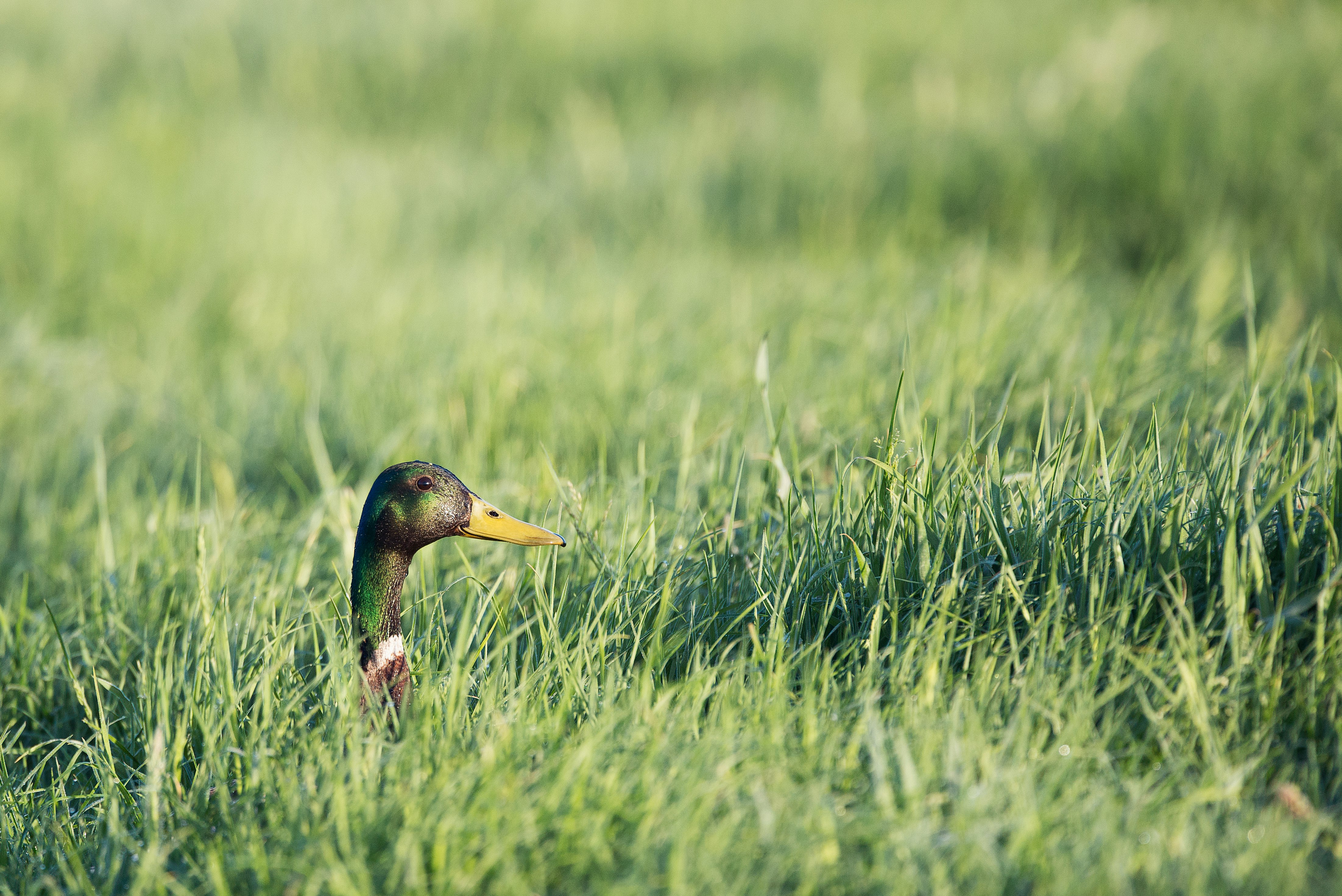 male mallard duck on grasses